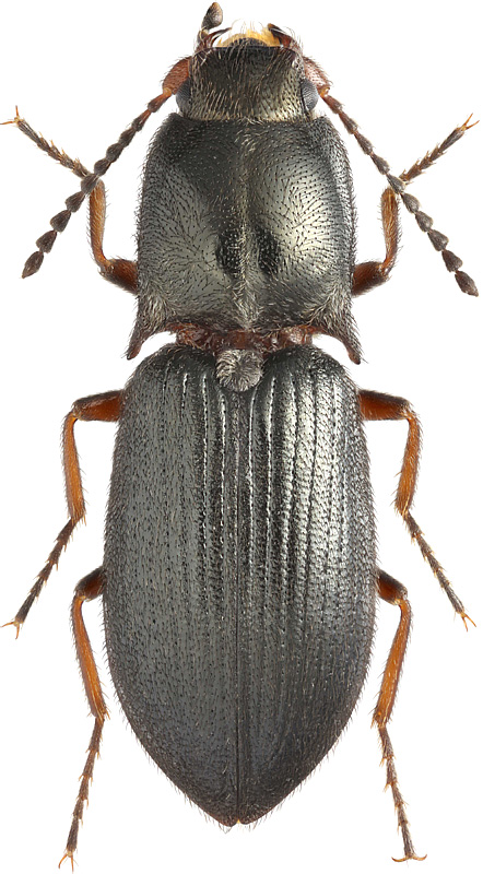 Ascoliocerus sanborni (Horn, 1871 )