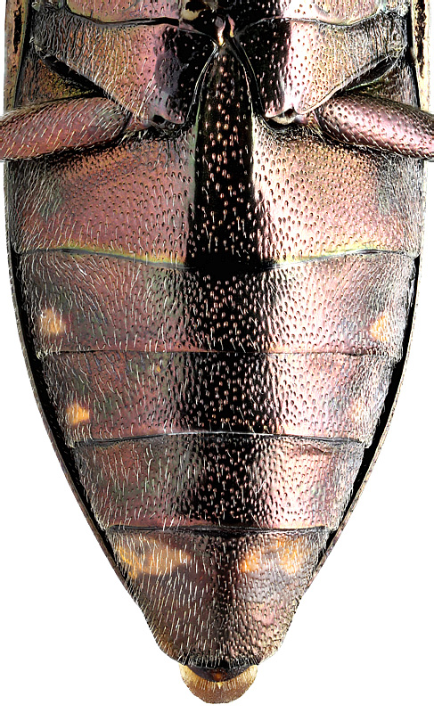 Buprestis haemorrhoidalis sibirica Fleischer, 1887