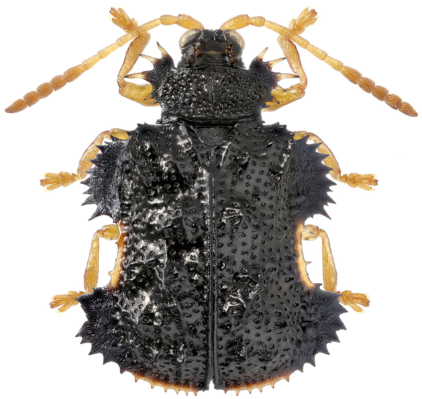 Dactylispa excisa Kr., 1879
