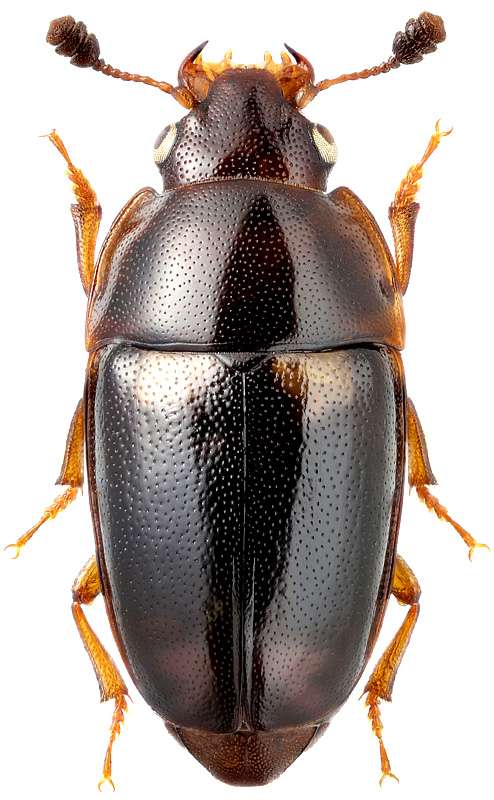 Glischrochilus binaevus Rtt., 1879