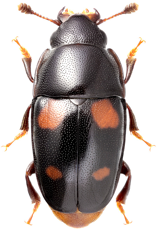 Glischrochilus rufiventris Rtt., 1879