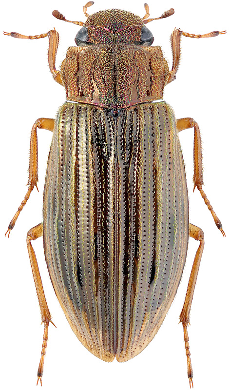 Helophorus sibiricus Motsch., 1860