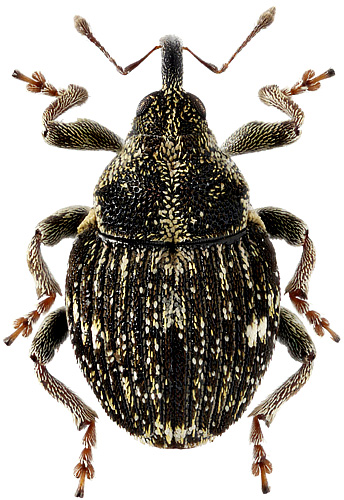 Nedyus quadrimaculatus L., 1758
