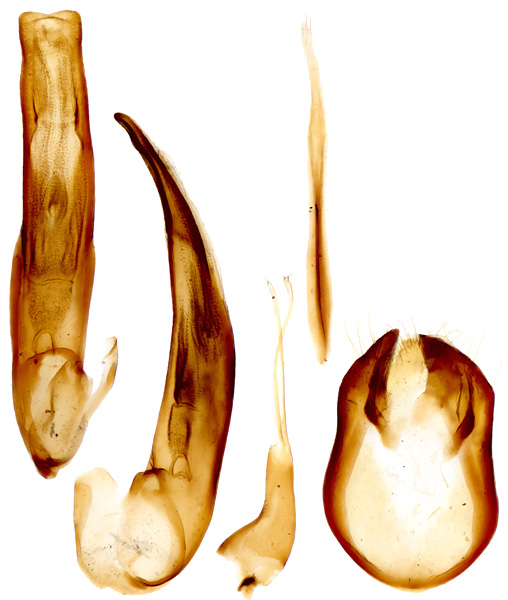 Pteroloma nigromontanum Lafer, 2002