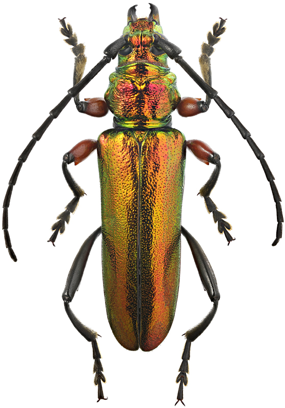 Synaptola nitidipennis Gahan, 1890