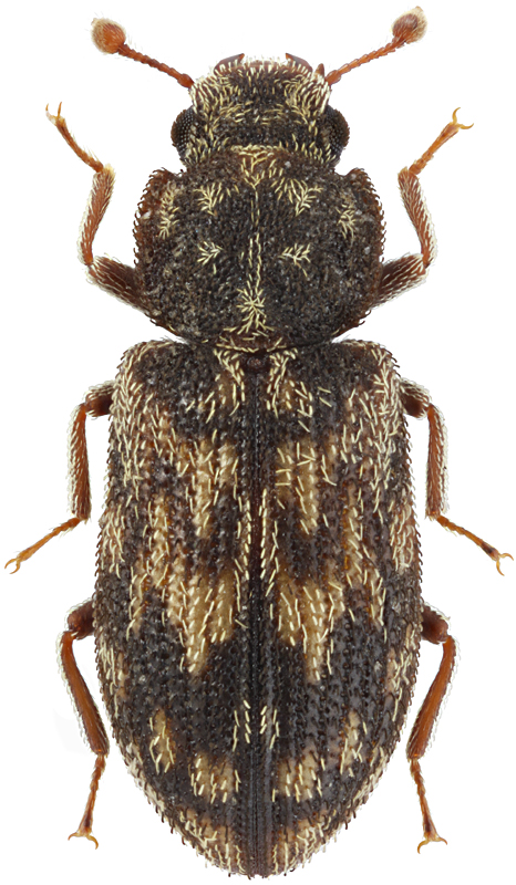 Synchita ussuriensis (Iabl.-Khnzorian, 1978 )