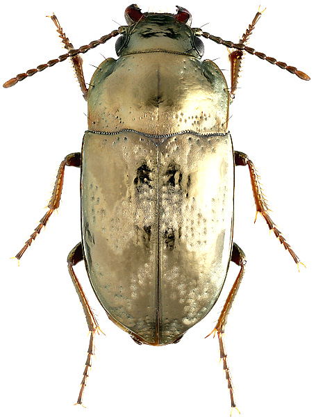 Systolosoma breve Solier, 1849