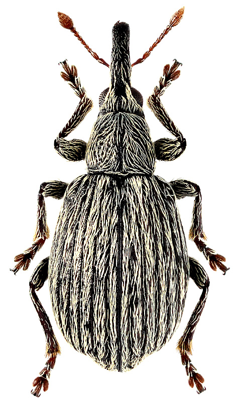 Trichopterapion holosericeum Gyll., 1833