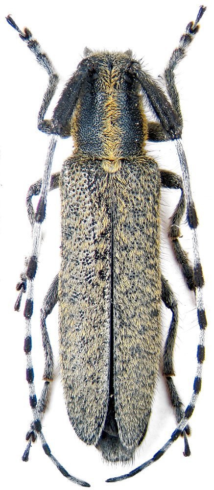 Agapanthia villosoviridescens Deg.