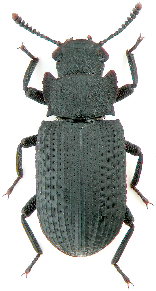 Bolitophagus reticulatus L.
