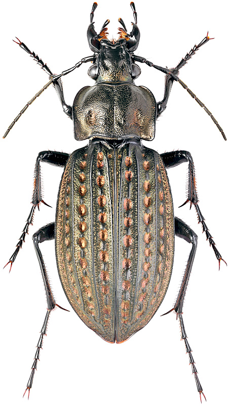 Carabus (Limnocarabus) clathratus clathratus L., 1761