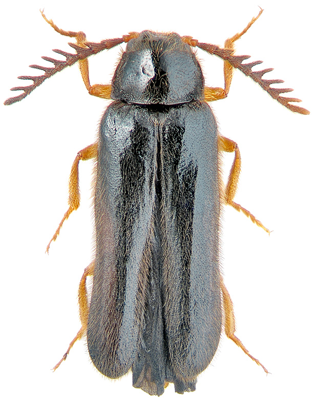 Drilus novoathonius 