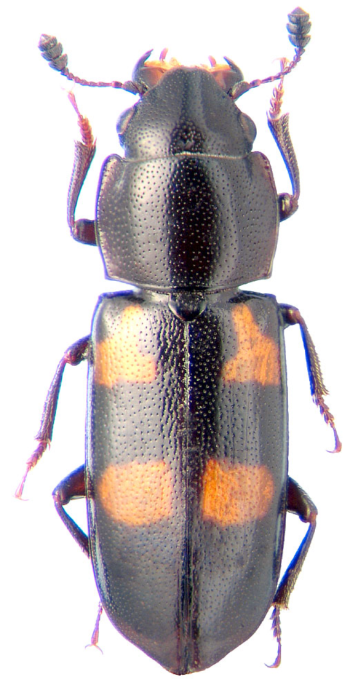 Glischrochilus quadripunctatus L.