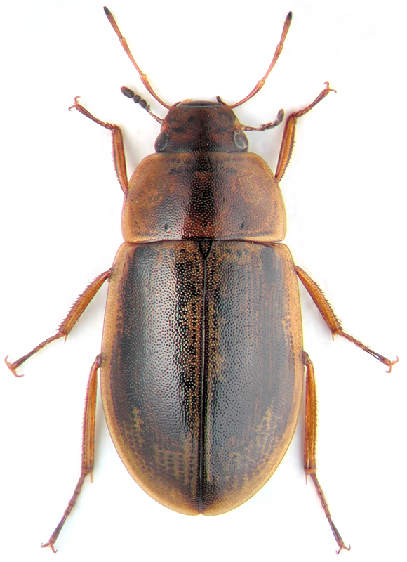 Helochares obscurus Muell
