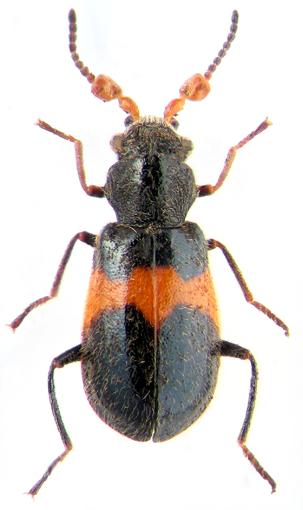 Intybia takaraensis (Nakane, 1955)