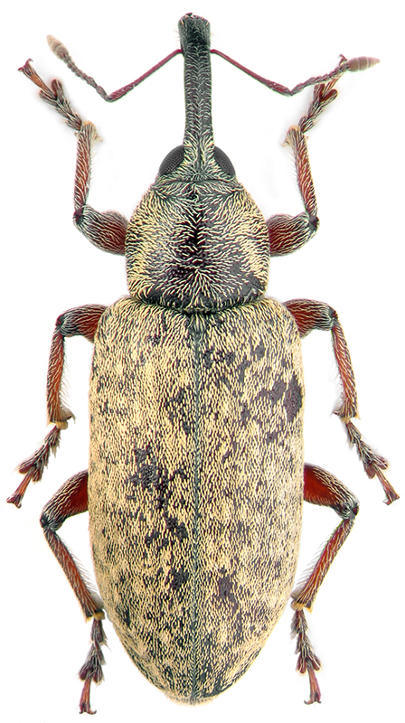 Lepidonotaris petax C.Sahlb.