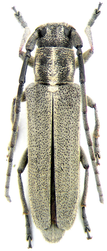 Phytoecia nigricornis F.