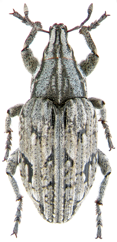 Pleurocleonus quadrivittatus Zoubk.