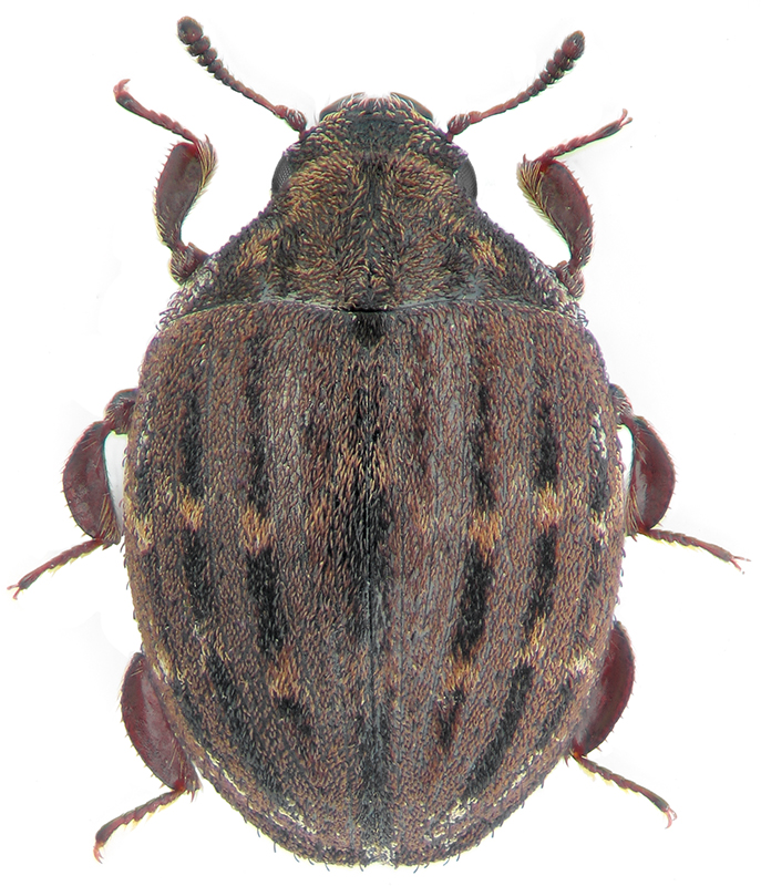 Porcinolus murinus F.