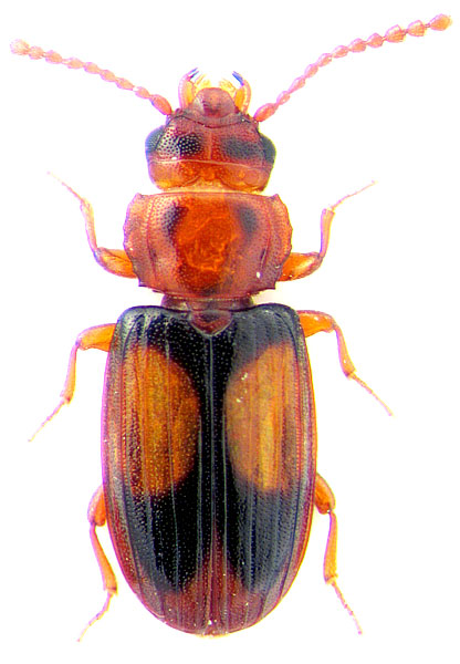 Laemophloeus monilis 