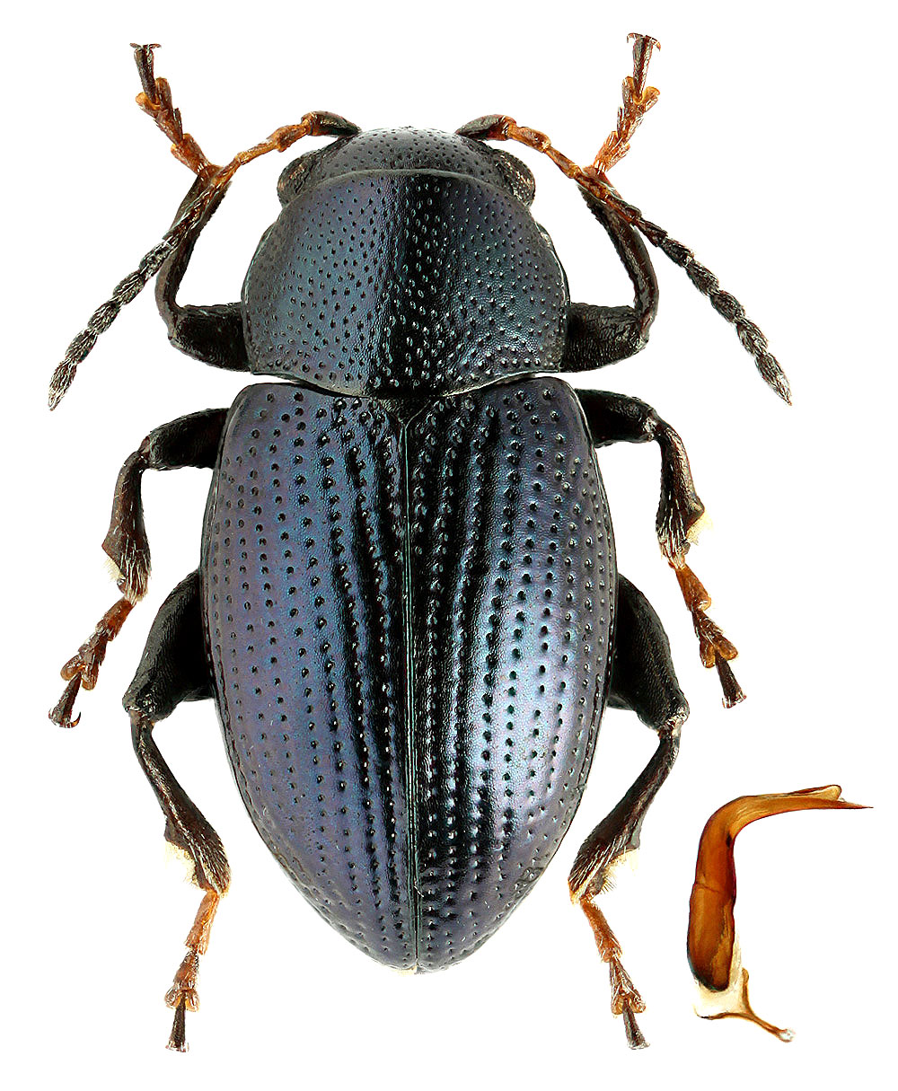 Chaetocnema ussuriensis (Heikertinger, 1951)