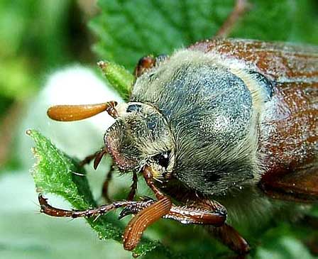 Melolontha sp. (Scarabaeidae)