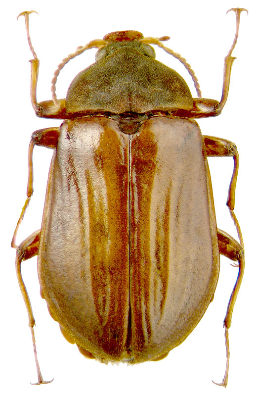Mataeopsephus japonicus Matsumura