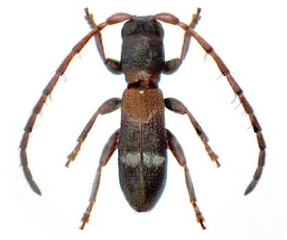 Microlera 
   ptinoides - female