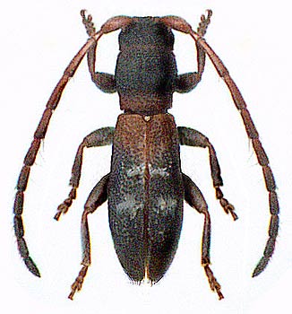 Microlera 
   ptinoides - male