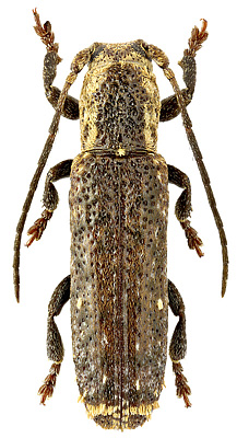 Cerambycidae: Adetus inaequalis (Thomson, 1868)