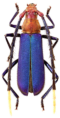 Cerambycidae: Aglaoschema cyaneum (Pascoe)