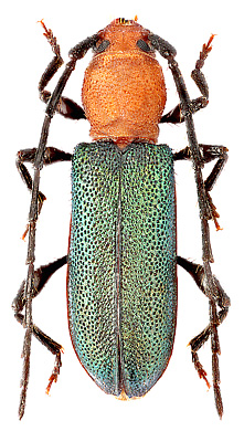 Cerambycidae: Alienosternum metallicus Martins