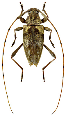 Cerambycidae: Anisopodus lignicola Bates, 1863