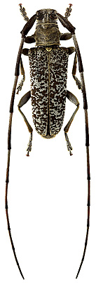 Cerambycidae: Annamanum griseomaculatum Breuning, 1936