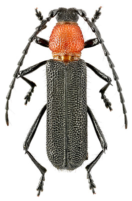 Cerambycidae: Callancyla croceicollis (White, 1855)