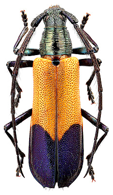 Cerambycidae: Caperonotus superbum (Auriv.)