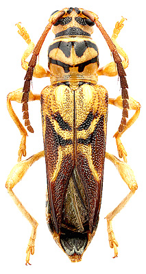 Cerambycidae: Catorthontus collaris Waterh.