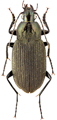 Carabidae: Chlaenius alutaceus Gebler, 1829