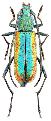 Cerambycidae: Chrysoprasis aurigena (Germ.)