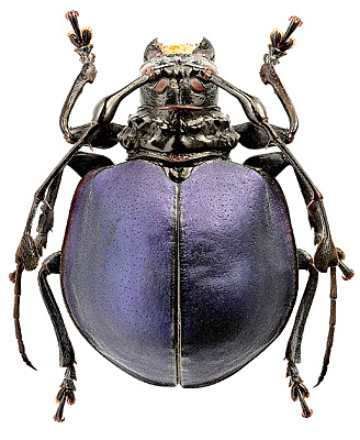 Cerambycidae: Cyclopeplus lacordairei Thoms.