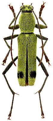Cerambycidae: Demonax conspurcatus Holzschuh, 2009
