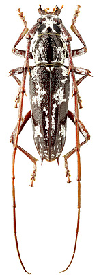 Cerambycidae: Elaphidion quadrituberculatum Chevrolat, 1862
