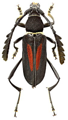 Cerambycidae: Euryarthrum elegans Hayashi