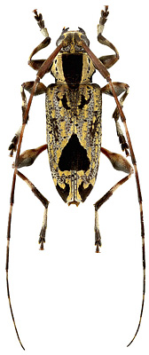Cerambycidae: Eutrypanus triangulifer Erichson, 1847