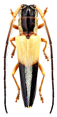 Cerambycidae: Fredlanea calliste (Bat.)
