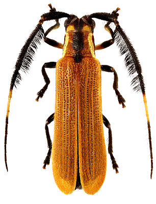 Cerambycidae: Ichimauna angaba Martins & Galileo, 1991