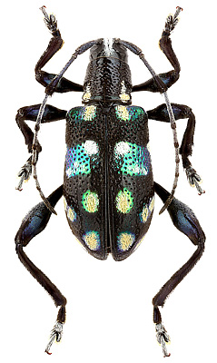 Cerambycidae: Lamprobityle mariae (Vives, 2009)