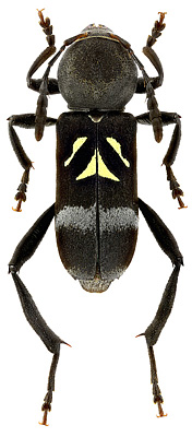 Cerambycidae: Mecometopus wallacei (White, 1855)