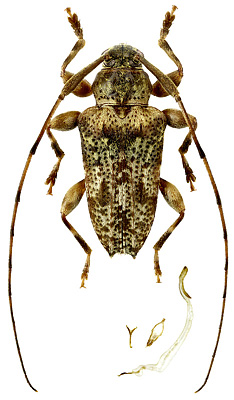 Cerambycidae: Nealcidion badium Monne & Delfino, 1986