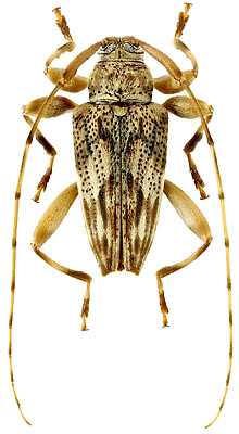 Cerambycidae: Nealcidion cf. hyleanum (Monne & Martins, 1976)